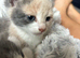 4 pretty kittens