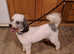 Kc Toy Poodle Available for Stud