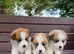 Pembrokeshire corgi puppies