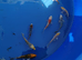 Beautiful koi from &pound;5