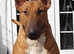 Proven Bull Terrier studs x 2