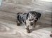 Beautiful frenchie x dachshund pups **6 left**