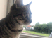 Female tabby kitten