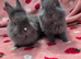 Mini plush lop ☆8weeks Ready now