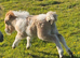 Palomino and White mushroom Dun Mini Colt