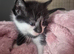 Kittens looking for their forever homes