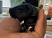 Well handled skinny pig babies