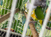 Senegal parrot Glasgow