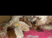 Cavapoochons fully health tested parents