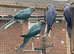 Indian Ringnecks