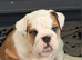 KC registered male bulldog