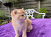 Fully Vaccinated Golden Female Kitten