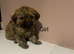 Stunning Shih Tzu x poodle puppies for sale