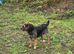 Border terrier bitch 2.5years old