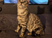 Silver snow bengal