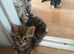 Gorgeous tabby kittens ready for reservation!