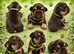 Health tested parents stunning kc registered french bulldog puppies