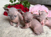 3 girls left Canadian Elf Sphynx