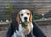 Beagle for stud