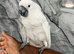 Handreared Super tame Cuddly Stunning Umbrella Cockatoo