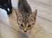 5 litle kittens for sale ready to go now