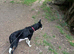 Border collie puppies