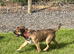 Home Bred Border Terrier Puppies