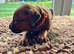 Rhodesian Ridgeback Pups