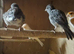Mixed Canaries