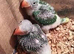 Supertame baby Alexandrine parrots