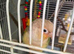 Green cheek conure