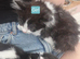 Kittens available and looking for a forever