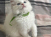 Gorgeous ragdoll kittens