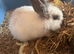 Lionhead Rabbit for Sale &ndash; Cage Included