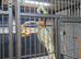 Blue male alexandrine parrot bird