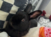 Mini Rex urgently looking for new home