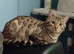 Ready now 2 female bengal kittens