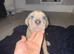 Cane Corso x Spanish Mastiff (Tradional) Hybrid Pups