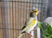 Canary