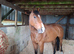 Beautiful bay mare