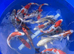 High quality koi