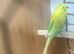 Love budgie cage and budgie