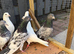 Some highflying Pakistani pigeons