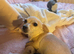 Chihuahua cross puppies for sale