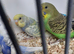 Baby Budgies