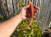 Bearded Dragons. Tigers. Red monsters.