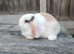 Minilop bunnies and Adult Female
