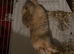 Two female baby rabbits