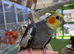 Cocktails parrot