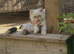 flame point persian